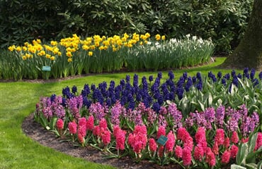 Holandsko, Velikonoce v zemi tulipánů, Amsterdam a Rotterdam 2026