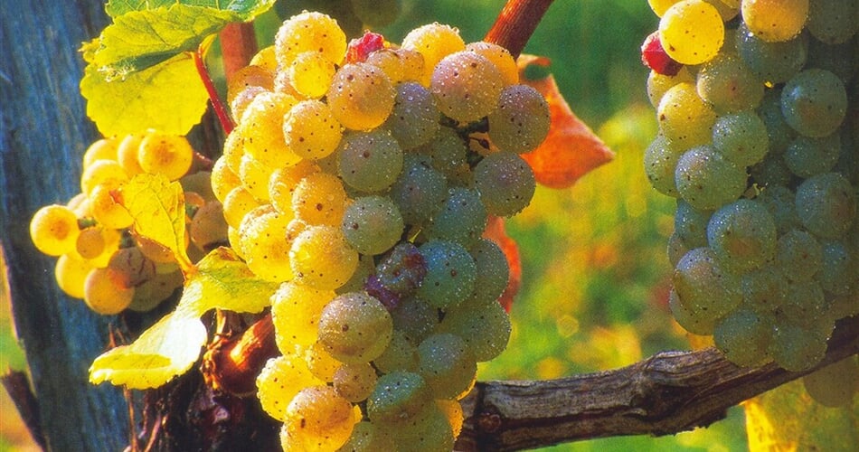 Slovinsko - na vinicích dozrává víno