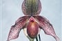 Německo - Drážďany - mezinárodní výstava Orchideen Welt, přes 20.000 rostlin