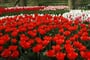Holandsko - Keukenhof, tulipány proslavily jméno země po celém světě