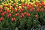 Holandsko - Keukenhof, ráj zahrádkářů i milovníků květin.