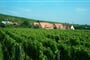 Francie - Alsasko - všude kolem vinice
