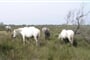 Francie - Provence - Parc Natural Camargue,  zdejší rasa bílých koní