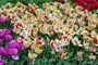 Holandsko - Keukenhof, tulipány všech možných odrůd a barev