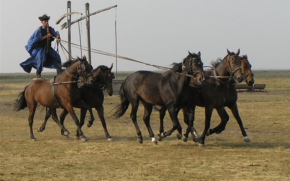 Maďarsko -  NP Hortobágy -  Kochova pětka, ukázka vrcholného jezdeckého umění maďarských pastevců - čikošů