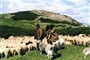 Ukrajina - Podkarpatská Ukrajina - na poloninách se pasou ovce