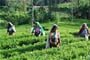 Sri Lanka - čajové plantáže