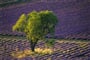 Francie_malirska_Provence_01.tif