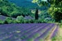 Provence_na_kole_12