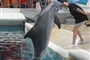 Delfinarium2