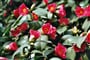 Německo - Pillnitz - kamélie kvete od února do dubna asi 35.000 květy
