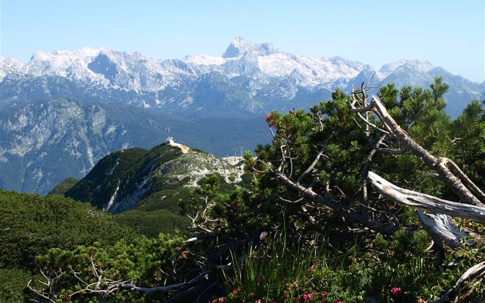 Slovinsko - Julské Alpy - Triglav přes kosodřevinu