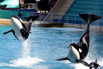 Marineland a delfíní laguna (ZÁJ)