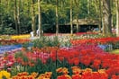 Holandsko-květiny