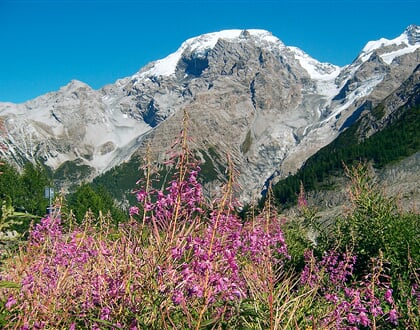 Italie_Passo-Stelvio_louka