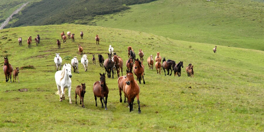 rumunsko-maramures_16467414