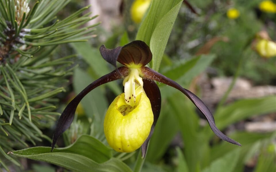 Rakousko - ráj orchidejí Kalkalpen - Tauplitzalm, sřevičník pantoflíček