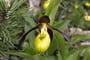 Rakousko - ráj orchidejí Kalkalpen - Tauplitzalm, sřevičník pantoflíček
