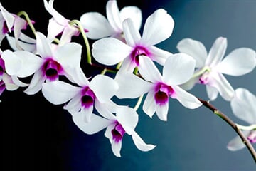 Foto - Německo - Drážďany - výstava orchidejí