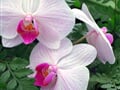 Foto - Německo - Drážďany - výstava orchidejí