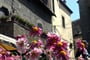 Itálie - Lazio - Viterbo, slavnosti květin, krása květů jako kontrast ke strohosti kamene
