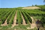 Francie - Alsasko - Riquewihr, vinice se na všech stranách dotýkají města