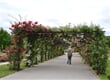 Vídeň a okolí trochu jinak - lázně Baden - Rosarium