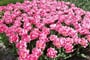 Za krásou holandských květin - Keukenhof - jarní park Evropy 3