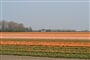 Za krásou holandských květin - oblast květinových polí