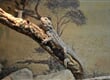 Korutany - Klagenfurt - Happ´s Reptilierzoo (1)
