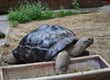 Korutany-Klagenfurt-Happ's Reptilierzoo (3)