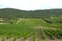 Frtancie - Languedoc - vinice v oblasti Pays Corbiéres-Minervois