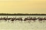 Poznávací zájezd Francie - Provence - NP Camargue