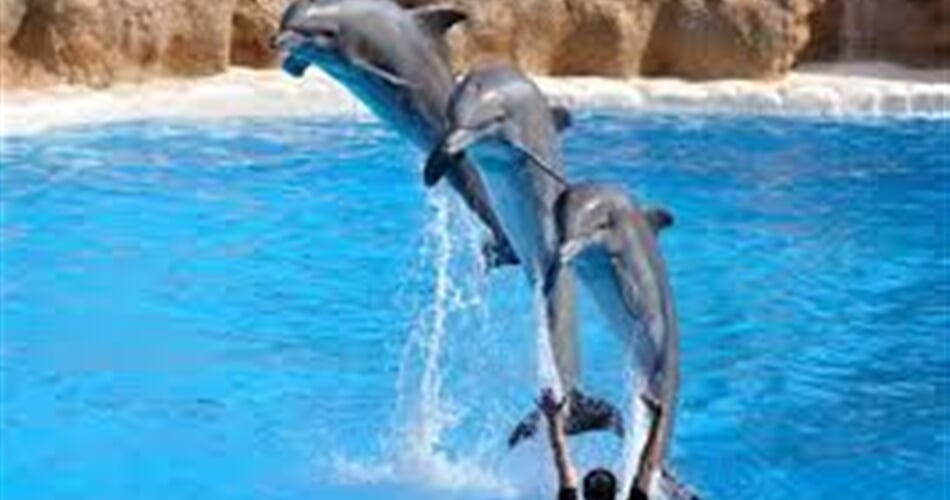 Delfinárium 3