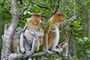 Borneo_proboscis_monkey_2014_1