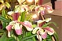 Německo - Drážďany - výstava Svět orchidejí a oči se nemohou vynadívat