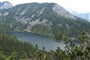 Rakousko - Kalkalpen - Tauplitzalm, porosty kosodřeviny nad jezerem Steirersee
