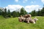 Rakousko - Kalkalpen - nádherné horské pastviny si užívají i krávy.