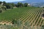 Itálie - vinice u Montepulciana produkují proslulá vína nejvyšší kvality