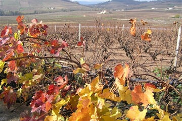 Beaujolais a Burgundsko, kláštery a slavnost vína 2026