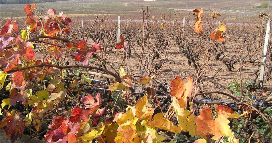 Francie - Beaujolais - vinice Château Moulin a Vent, hlavy roubovány na amer.podnož kvůli fyloxeře (révokaz).
