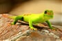 Madagascar - gekon - všude