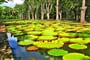 Mauritius - zahrady Pamplemousse