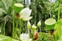 Mauritius - zahady Pamplemousses