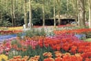 Holandsko - květiny