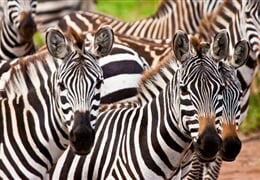 Keňa – Kombinace Safari A Bílých Pláží