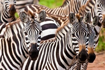 Keňa – Kombinace Safari A Bílých Pláží
