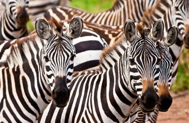 Keňa – Kombinace Safari A Bílých Pláží