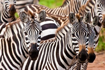Keňa – Kombinace Safari A Bílých Pláží