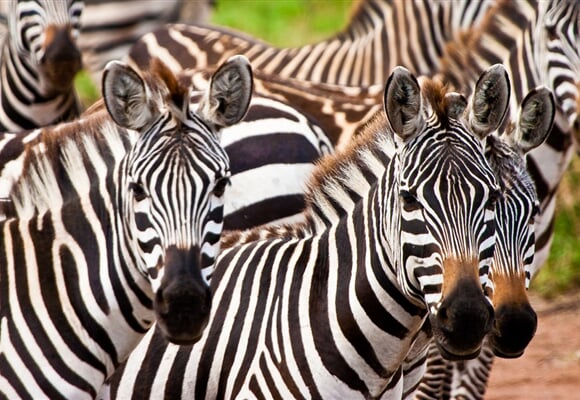 Keňa – Kombinace Safari A Bílých Pláží